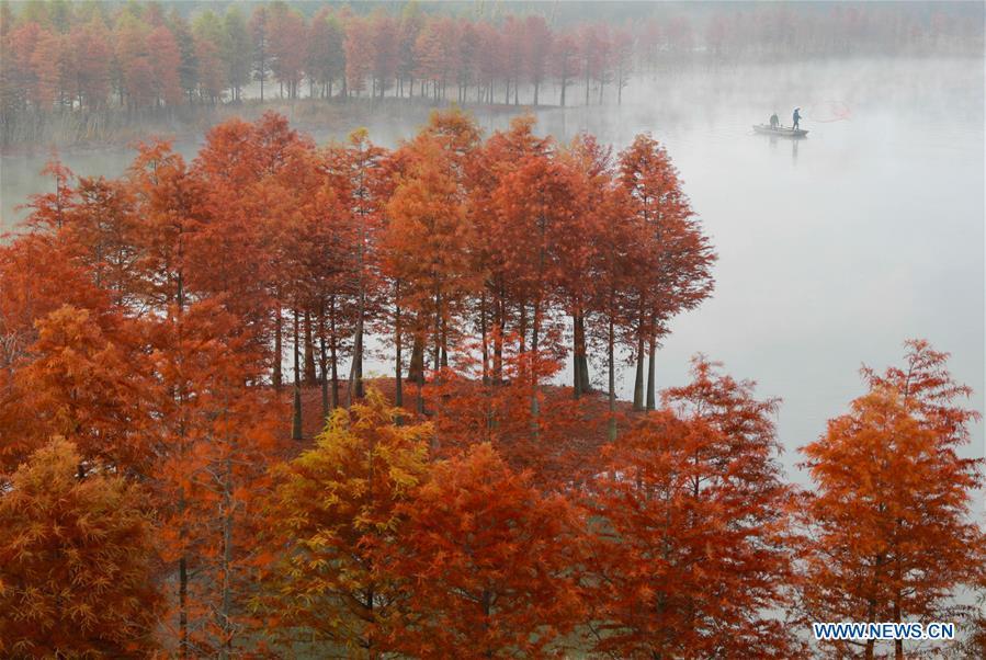 Photo taken on Nov. 14, 2018 shows the scenery of redwood forest at the Tianquan Lake scenic area in Xuyi County, east China\'s Jiangsu Province. (Xinhua/Zhou Haijun)