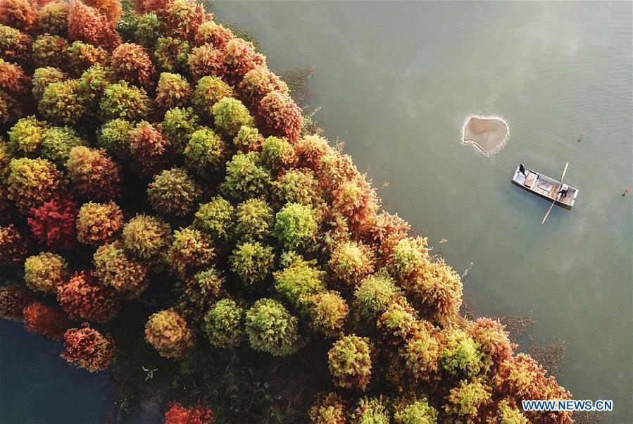 Aerial photo taken on Nov. 14, 2018 shows the scenery of redwood forest at the Tianquan Lake scenic area in Xuyi County, east China\'s Jiangsu Province. (Xinhua/Zhou Haijun)