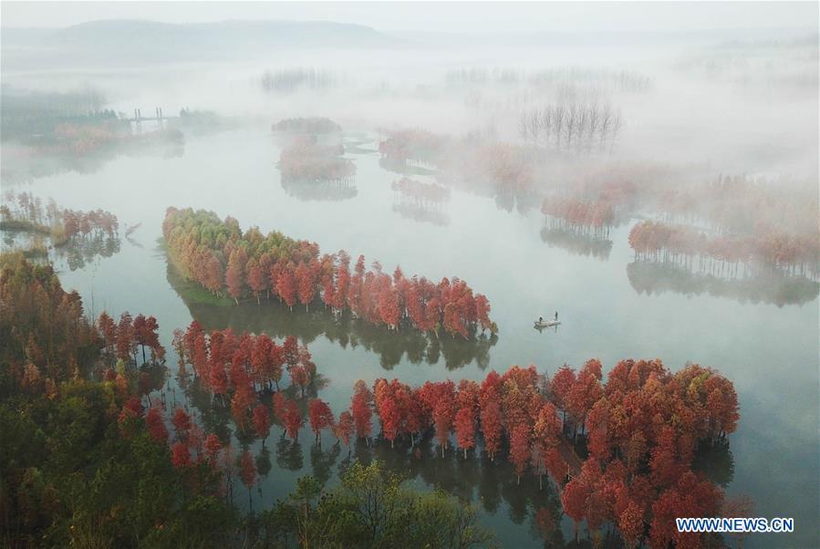 Aerial photo taken on Nov. 14, 2018 shows the scenery of redwood forest at the Tianquan Lake scenic area in Xuyi County, east China\'s Jiangsu Province. (Xinhua/Zhou Haijun)