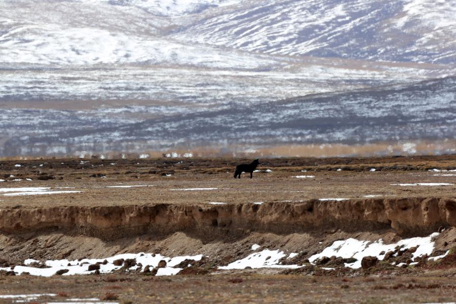 A very rare image of a female black wolf was photographed in the Sanjiangyuan National Park by World Wide Fund for Nature staff during a waterbird survey. This is the first time the species has been recorded in the Sanjiangyuan area, confirming the existence of the black wolf in the wild in China. (Photo: China News Serive/Li Li)