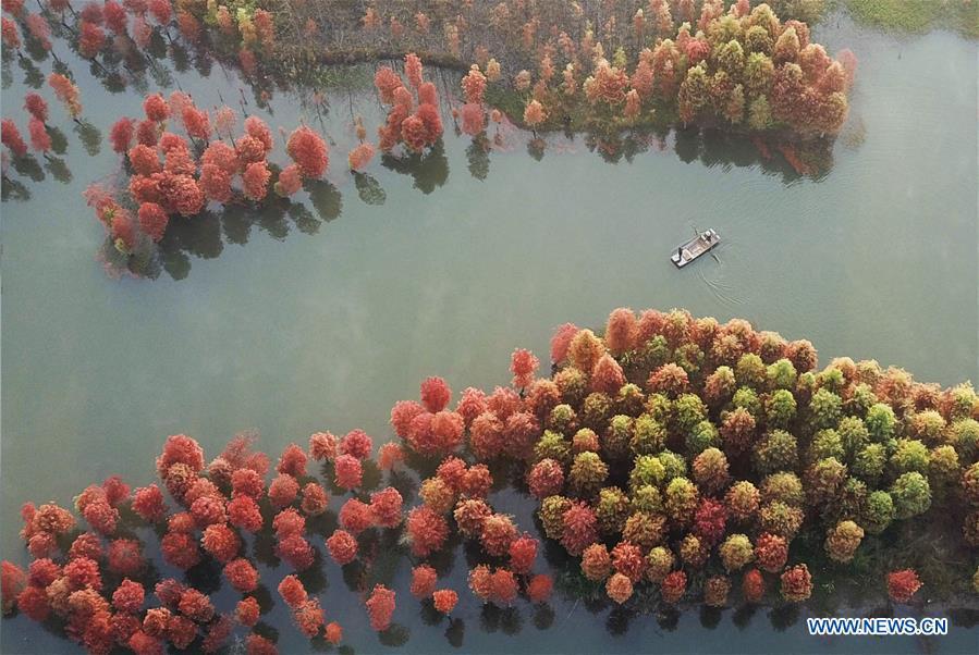 Aerial photo taken on Nov. 14, 2018 shows the scenery of redwood forest at the Tianquan Lake scenic area in Xuyi County, east China\'s Jiangsu Province. (Xinhua/Zhou Haijun)
