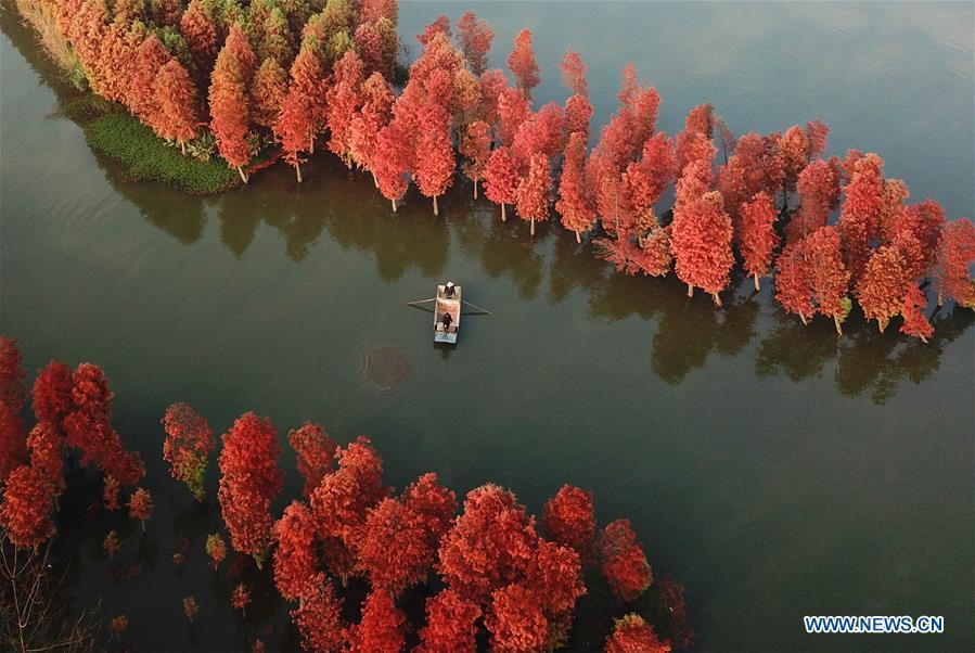 Aerial photo taken on Nov. 14, 2018 shows the scenery of redwood forest at the Tianquan Lake scenic area in Xuyi County, east China\'s Jiangsu Province. (Xinhua/Zhou Haijun)