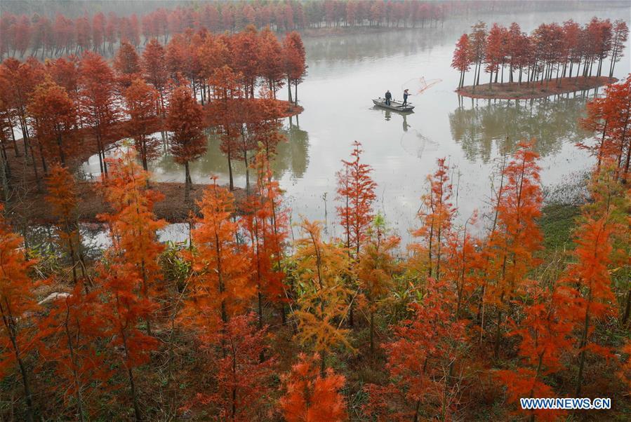Photo taken on Nov. 14, 2018 shows the scenery of redwood forest at the Tianquan Lake scenic area in Xuyi County, east China\'s Jiangsu Province. (Xinhua/Zhou Haijun)