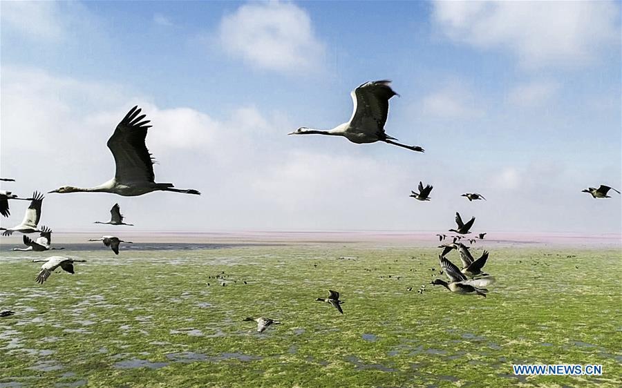 Aerial photo taken on Nov. 9, 2018 shows migrant birds at Duchang wetland of Poyang Lake, east China\'s Jiangxi Province. The Poyang Lake, China\'s largest freshwater lake, saw a flock of migratory birds overwintering in it. (Xinhua/Fu Jianbin)