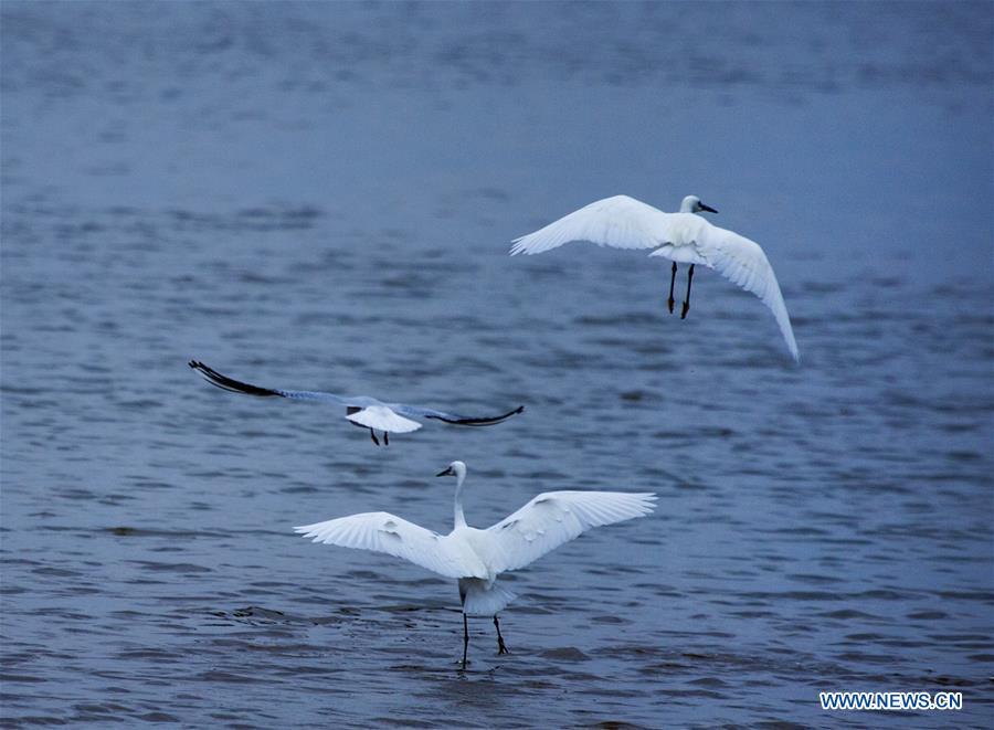 Migrant birds are seen at Duchang wetland of Poyang Lake, east China\'s Jiangxi Province, Nov. 14, 2018. The Poyang Lake, China\'s largest freshwater lake, saw a flock of migratory birds overwintering in it. (Xinhua/Fu Jianbin)