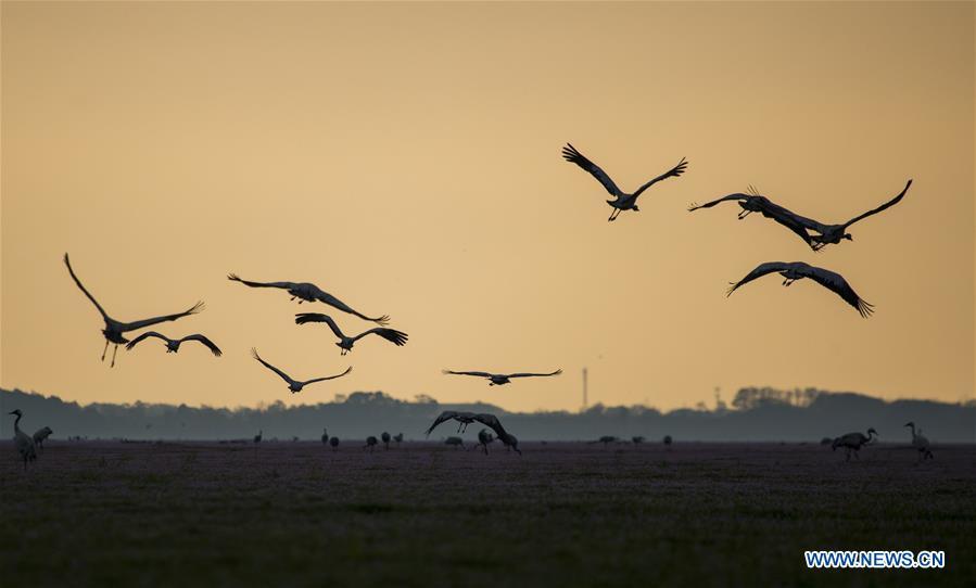 Photo taken on Nov. 14, 2018 shows the migrant birds at Duchang wetland of Poyang Lake, east China\'s Jiangxi Province. The Poyang Lake, China\'s largest freshwater lake, saw a flock of migratory birds overwintering in it. (Xinhua/Fu Jianbin)