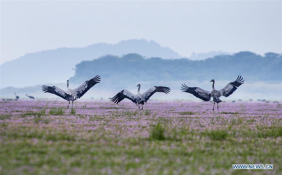 Grey cranes are seen at Duchang wetland of Poyang Lake, east China\'s Jiangxi Province, Nov. 14, 2018. The Poyang Lake, China\'s largest freshwater lake, saw a flock of migratory birds overwintering in it. (Xinhua/Fu Jianbin)