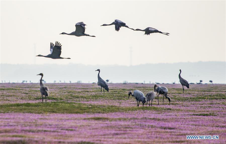 Grey cranes are seen at Duchang wetland of Poyang Lake, east China\'s Jiangxi Province, Nov. 14, 2018. The Poyang Lake, China\'s largest freshwater lake, saw a flock of migratory birds overwintering in it. (Xinhua/Fu Jianbin)