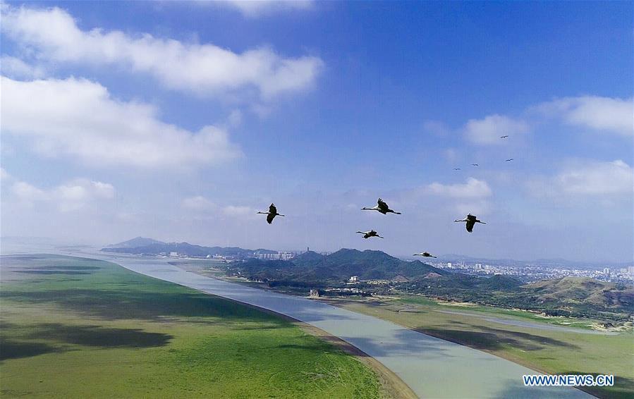 Aerial photo taken on Nov. 9, 2018 shows grey cranes at Duchang wetland of Poyang Lake, east China\'s Jiangxi Province. The Poyang Lake, China\'s largest freshwater lake, saw a flock of migratory birds overwintering in it. (Xinhua/Fu Jianbin)
