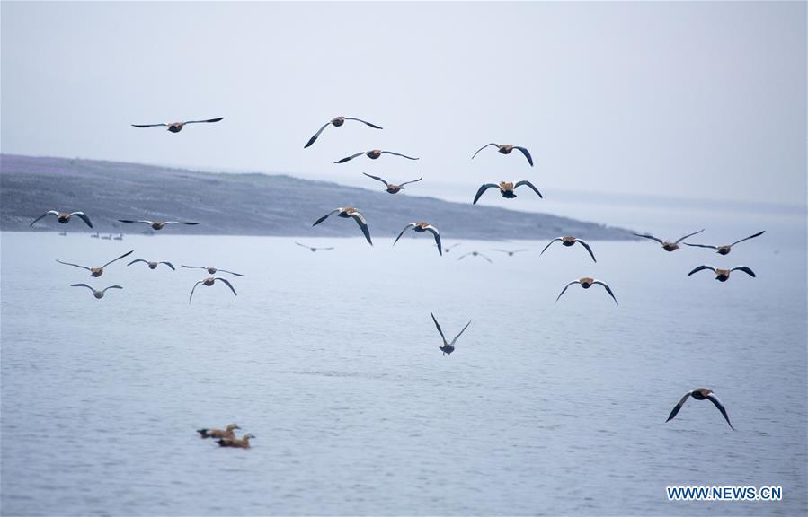 Photo taken on Nov. 9, 2018 shows migrant birds at Duchang wetland of Poyang Lake, east China\'s Jiangxi Province. The Poyang Lake, China\'s largest freshwater lake, saw a flock of migratory birds overwintering in it. (Xinhua/Fu Jianbin)