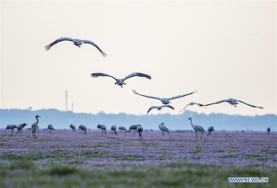 Grey cranes are seen at Duchang wetland of Poyang Lake, east China\'s Jiangxi Province, Nov. 14, 2018. The Poyang Lake, China\'s largest freshwater lake, saw a flock of migratory birds overwintering in it. (Xinhua/Fu Jianbin)