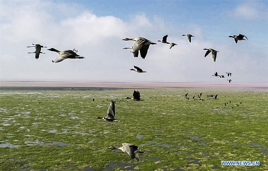 Aerial photo taken on Nov. 9, 2018 shows migrant birds at Duchang wetland of Poyang Lake, east China\'s Jiangxi Province. The Poyang Lake, China\'s largest freshwater lake, saw a flock of migratory birds overwintering in it. (Xinhua/Fu Jianbin)
