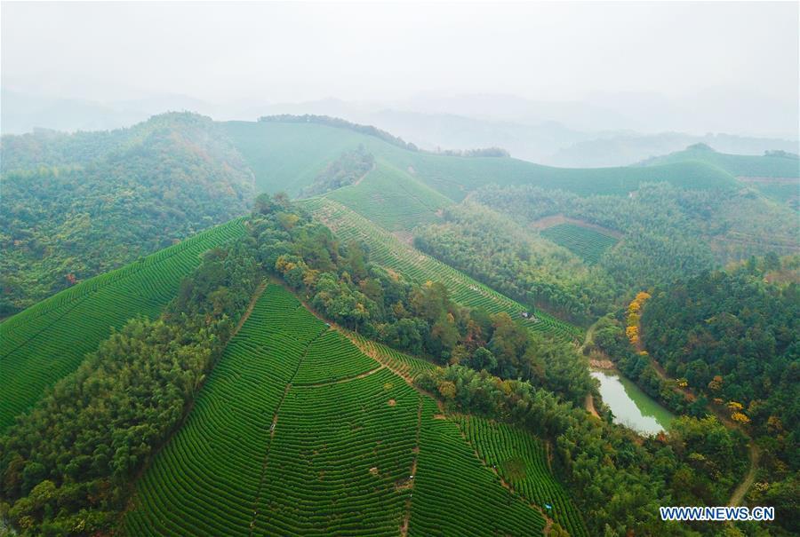 Aerial photo taken on Nov. 16, 2018 shows a tea garden in Lujia Village of Anji County, east China\'s Zhejiang Province. Lujia Village is located in the mountainous region in northeastern Anji. The village has a population of over 2,200 and about 533 hectares of bamboo forests. To build a beautiful village and improve the living of local villagers, Lujia implemented a comprehensive plan for rural, industrial and tourism development in recent years. The income of the village\'s collective economy surged from 18,000 yuan (about 2,500 U.S. dollars) in 2011 to 3.3 million yuan (about 475,000 U.S. dollars) in 2017. The per capita income of local people arrives at 35,000 yuan (about 5,000 U.S. dollars). So far, the village has collective assets valued at nearly 200 million yuan (about 28.8 million U.S. dollars). (Xinhua/Meng Chenguang)