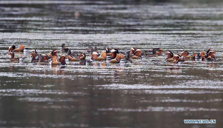 Wild mandarin ducks are seen on the Xin\'an River in Huangshan City, east China\'s Anhui Province, Nov. 16, 2018. The Xin\'an River in recent years has seen an increasing number of wild mandarin ducks overwintering in it. (Xinhua/Shi Guangde)