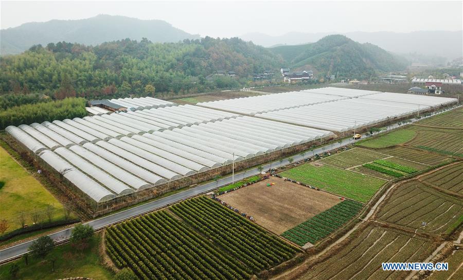 Aerial photo taken on Nov. 16, 2018 shows a farm in Lujia Village of Anji County, east China\'s Zhejiang Province. Lujia Village is located in the mountainous region in northeastern Anji. The village has a population of over 2,200 and about 533 hectares of bamboo forests. To build a beautiful village and improve the living of local villagers, Lujia implemented a comprehensive plan for rural, industrial and tourism development in recent years. The income of the village\'s collective economy surged from 18,000 yuan (about 2,500 U.S. dollars) in 2011 to 3.3 million yuan (about 475,000 U.S. dollars) in 2017. The per capita income of local people arrives at 35,000 yuan (about 5,000 U.S. dollars). So far, the village has collective assets valued at nearly 200 million yuan (about 28.8 million U.S. dollars). (Xinhua/Meng Chenguang)