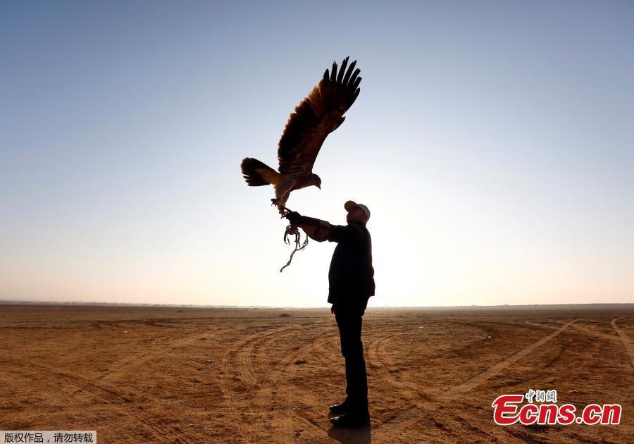 A member of EGY Falconer Club shows his falcon during a celebration on World Falconry Day at Borg al-Arab desert in Alexandria, Egypt, November 17, 2018.  (Photo/Agencies)