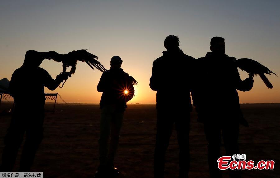Members of Egy Falconer Club and austringers look at sunrise during a celebration on World Falconry Day at Borg al-Arab desert in Alexandria, Egypt, November 17, 2018.  (Photo/Agencies)