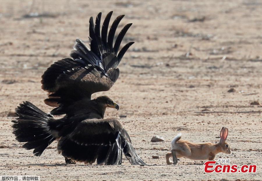 A hunting falcon catches a hare during a celebration by Egyptian clubs and austringers on World Falconry Day at Borg al-Arab desert in Alexandria, Egypt, November 17, 2018.  (Photo/Agencies)