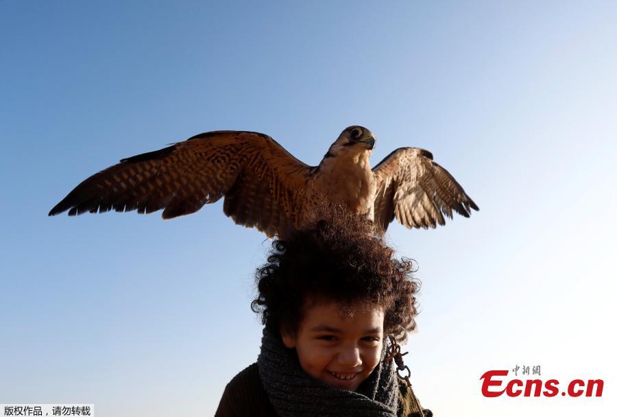 Ammar, 11, a member of EGY Falconer Club plays with his falcon \