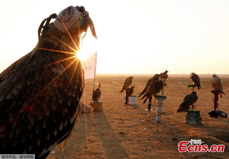 Falconers of Egyptian clubs and austringers are seen during sunrise and celebration on World Falconry Day at Borg al-Arab desert in Alexandria, Egypt, November 17, 2018. (Photo/Agencies)