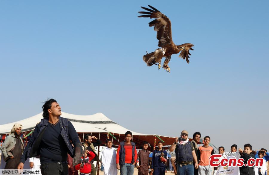 A member of EGY Falconer Club releases his falcon during a celebration by Egyptian clubs and austringers on World Falconry Day at Borg al-Arab desert in Alexandria, Egypt, November 17, 2018.  (Photo/Agencies)