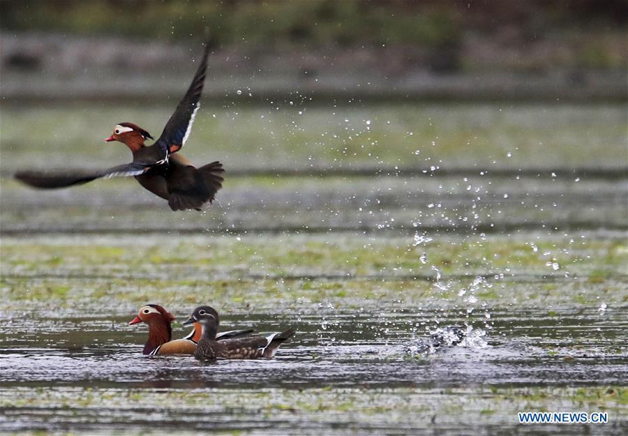 Wild mandarin ducks are seen on the Xin\'an River in Huangshan City, east China\'s Anhui Province, Nov. 16, 2018. The Xin\'an River in recent years has seen an increasing number of wild mandarin ducks overwintering in it. (Xinhua/Shi Guangde)
