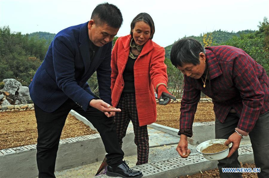 Zhu Renbin (L), secretary of the Communist Party of China local branch in Lujia Village, discusses dandelion planting with farmers at a traditional Chinese medicine farm in Lujia Village of Anji County, east China\'s Zhejiang Province, Nov. 14, 2018. Lujia Village is located in the mountainous region in northeastern Anji. The village has a population of over 2,200 and about 533 hectares of bamboo forests. To build a beautiful village and improve the living of local villagers, Lujia implemented a comprehensive plan for rural, industrial and tourism development in recent years. The income of the village\'s collective economy surged from 18,000 yuan (about 2,500 U.S. dollars) in 2011 to 3.3 million yuan (about 475,000 U.S. dollars) in 2017. The per capita income of local people arrives at 35,000 yuan (about 5,000 U.S. dollars). So far, the village has collective assets valued at nearly 200 million yuan (about 28.8 million U.S. dollars). (Xinhua/Tan Jin)