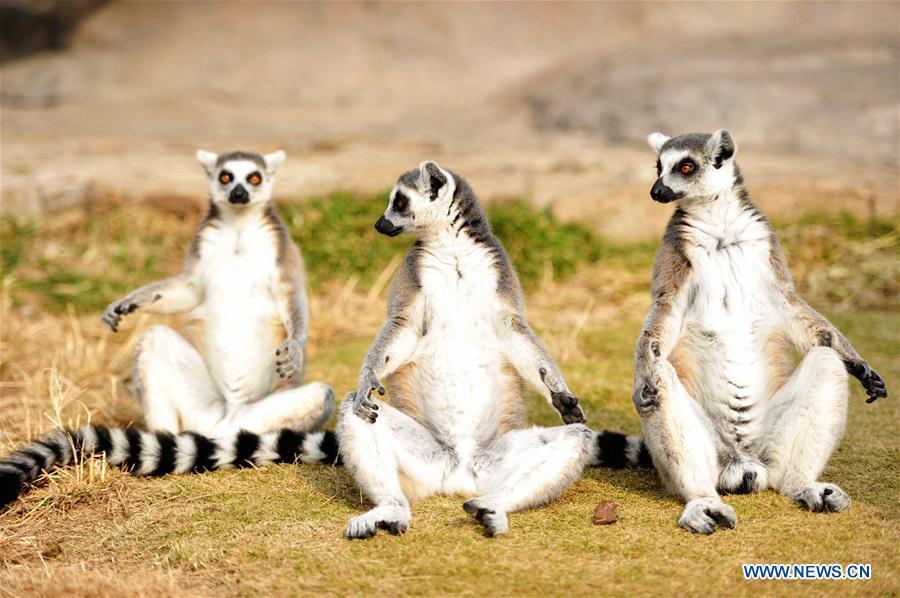 Ring-tailed lemurs are seen at Qingdao Forest Wildlife World in Qingdao, east China\'s Shandong Province, Nov. 15, 2018. (Xinhua/Yu Fangping)