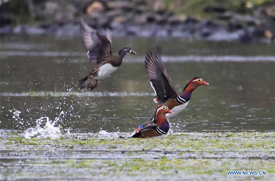 Wild mandarin ducks are seen on the Xin\'an River in Huangshan City, east China\'s Anhui Province, Nov. 16, 2018. The Xin\'an River in recent years has seen an increasing number of wild mandarin ducks overwintering in it. (Xinhua/Shi Guangde)