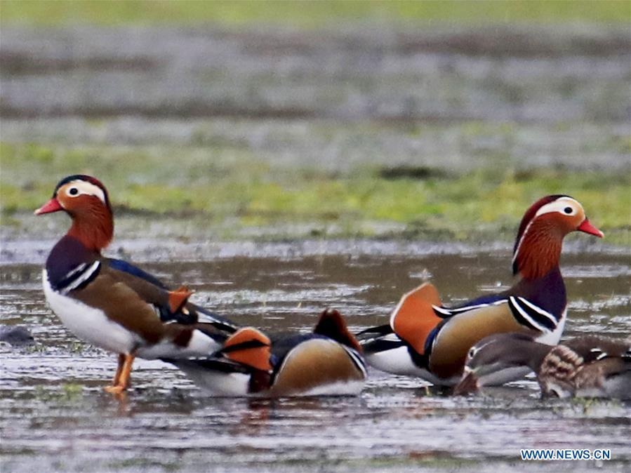 Wild mandarin ducks are seen on the Xin\'an River in Huangshan City, east China\'s Anhui Province, Nov. 16, 2018. The Xin\'an River in recent years has seen an increasing number of wild mandarin ducks overwintering in it. (Xinhua/Shi Guangde)