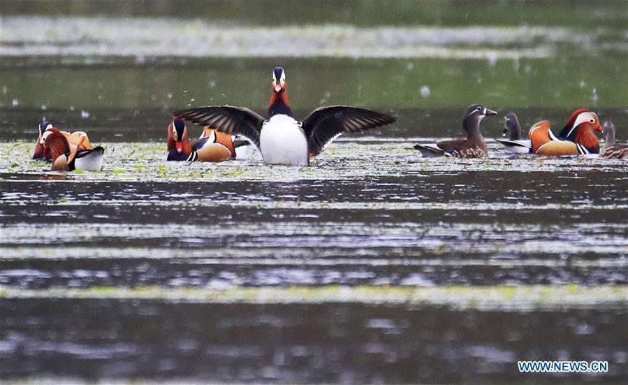 Wild mandarin ducks are seen on the Xin\'an River in Huangshan City, east China\'s Anhui Province, Nov. 16, 2018. The Xin\'an River in recent years has seen an increasing number of wild mandarin ducks overwintering in it. (Xinhua/Shi Guangde)