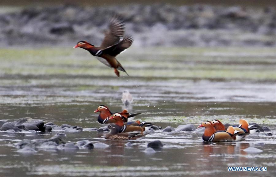 Wild mandarin ducks are seen on the Xin\'an River in Huangshan City, east China\'s Anhui Province, Nov. 16, 2018. The Xin\'an River in recent years has seen an increasing number of wild mandarin ducks overwintering in it. (Xinhua/Shi Guangde)