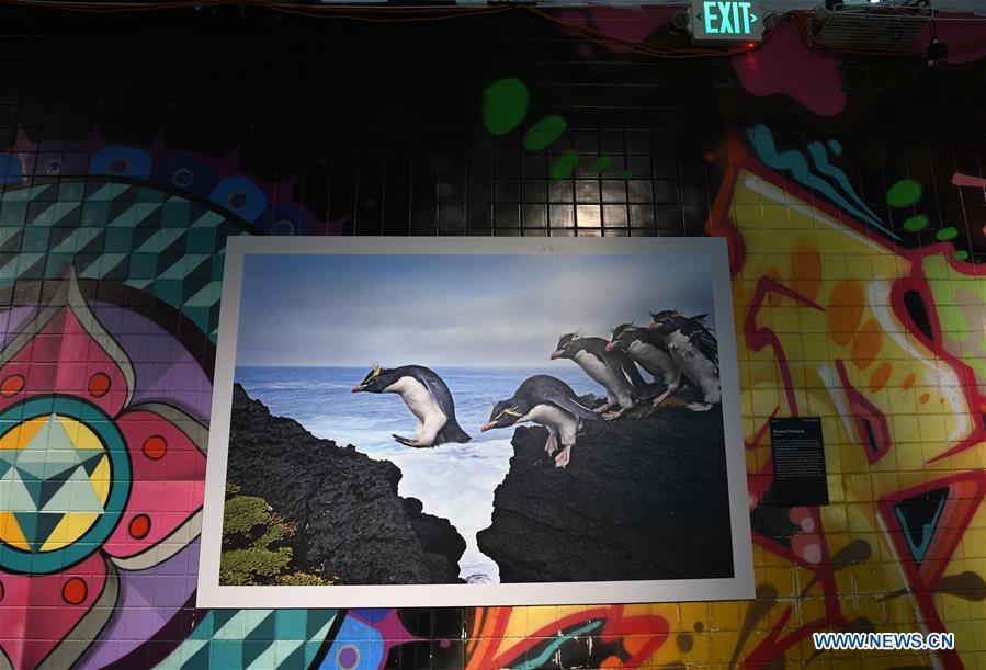 Photo taken on Nov. 19, 2018 shows a photograph exhibited at the World Press Photo Exhibition 2018 at Dupont Underground in Washington D.C., the United States. The exhibition, which is held from Oct. 27 to Nov. 25, showcases the winning photographs from the 61st annual World Press Photo contest, which received over 70,000 photographs taken by 4,548 photographers. (Xinhua/Liu Jie)