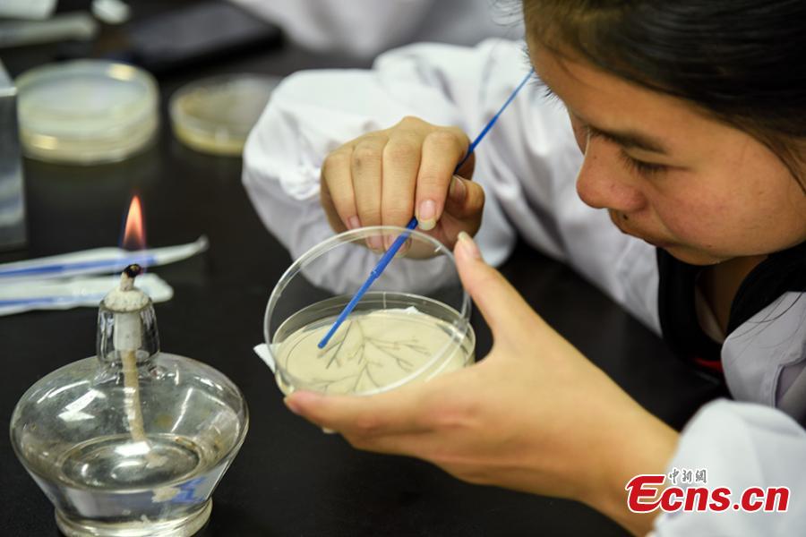 Patterns formed with bacteria are shown in petri dishes during a microbial art competition at China Pharmaceutical University in Nanjing, East China’s Jiangsu province. Students of the school have created artworks by placing various strains of bacteria like staphylococcus and colibacillus into petri dishes, and letting the microbes react and spread across carefully drawn patterns.  (Photo: China News Service/ Jiang Chen)