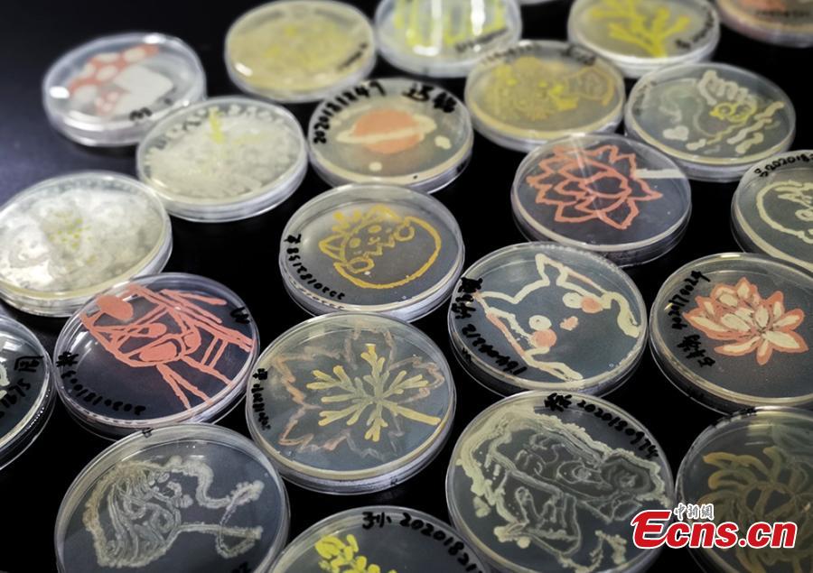 Patterns formed with bacteria are shown in petri dishes during a microbial art competition at China Pharmaceutical University in Nanjing, East China’s Jiangsu province. Students of the school have created artworks by placing various strains of bacteria like staphylococcus and colibacillus into petri dishes, and letting the microbes react and spread across carefully drawn patterns.  (Photo: China News Service/ Jiang Chen)