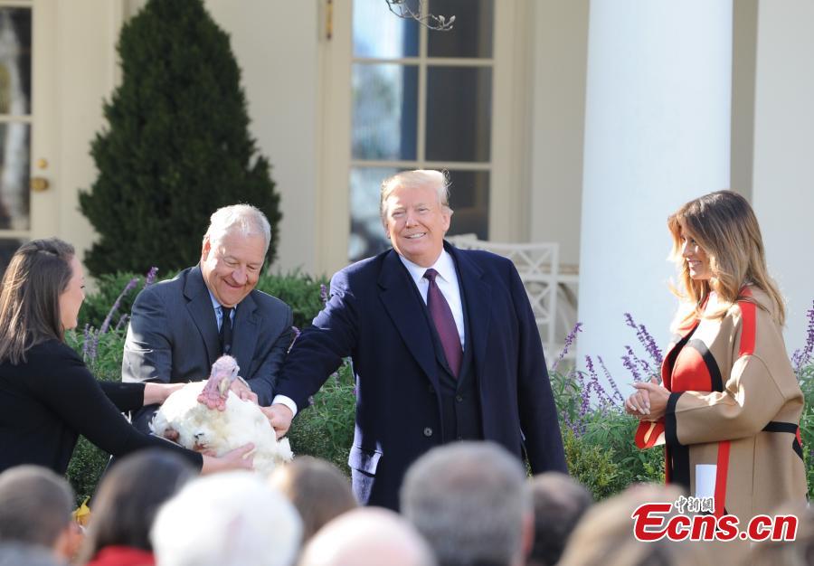 U.S. President Donald Trump (L3) participates in the National Thanksgiving Turkey Pardoning Ceremony at the Rose Garden of the White House in Washington D.C., the United States, on Nov. 20, 2018. (Photo: China News Service/ Chen Mengtong)

U.S. President Donald Trump on Tuesday pardoned two turkeys, namely \