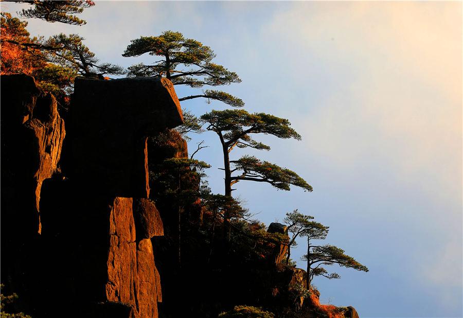 Huangshan Mountain welcomed its first cloud sea spectacle of the winter on Nov 19, 2018. The ever-changing clouds reflect the glimmer of sunset, forming a magnificent landscape. (Photo/Asianewsphoto)