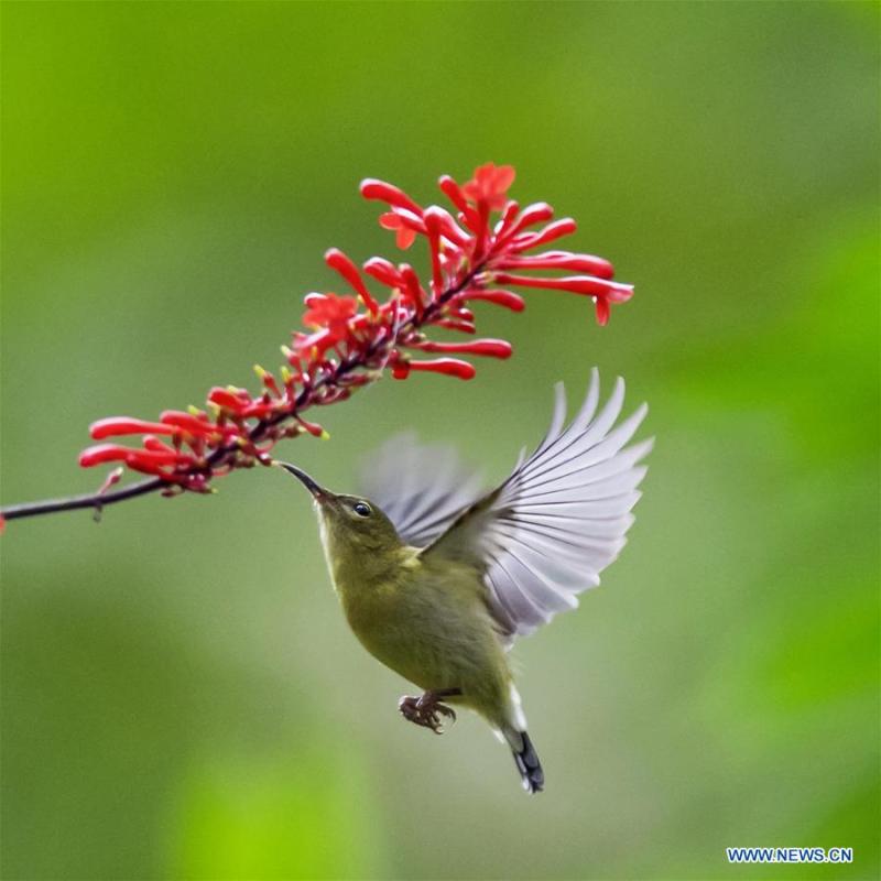 A sunbird gathers honey from a flower at the Fuzhou National Forest Park in Fuzhou, capital of southeast China\'s Fujian Province, Nov. 19, 2018. (Xinhua/Mei Yongcun)