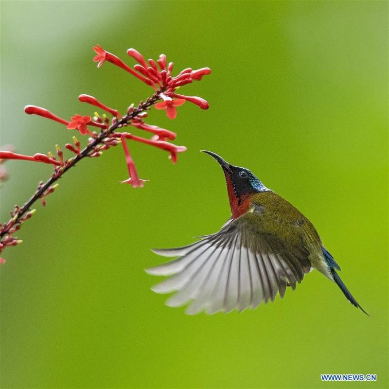 A sunbird gathers honey from a flower at the Fuzhou National Forest Park in Fuzhou, capital of southeast China\'s Fujian Province, Nov. 19, 2018. (Xinhua/Mei Yongcun)