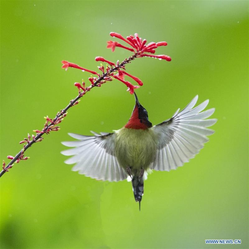 A sunbird gathers honey from a flower at the Fuzhou National Forest Park in Fuzhou, capital of southeast China\'s Fujian Province, Nov. 19, 2018. (Xinhua/Mei Yongcun)