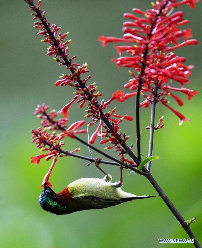 A sunbird gathers honey from a flower at the Fuzhou National Forest Park in Fuzhou, capital of southeast China\'s Fujian Province, Nov. 19, 2018. (Xinhua/Mei Yongcun)