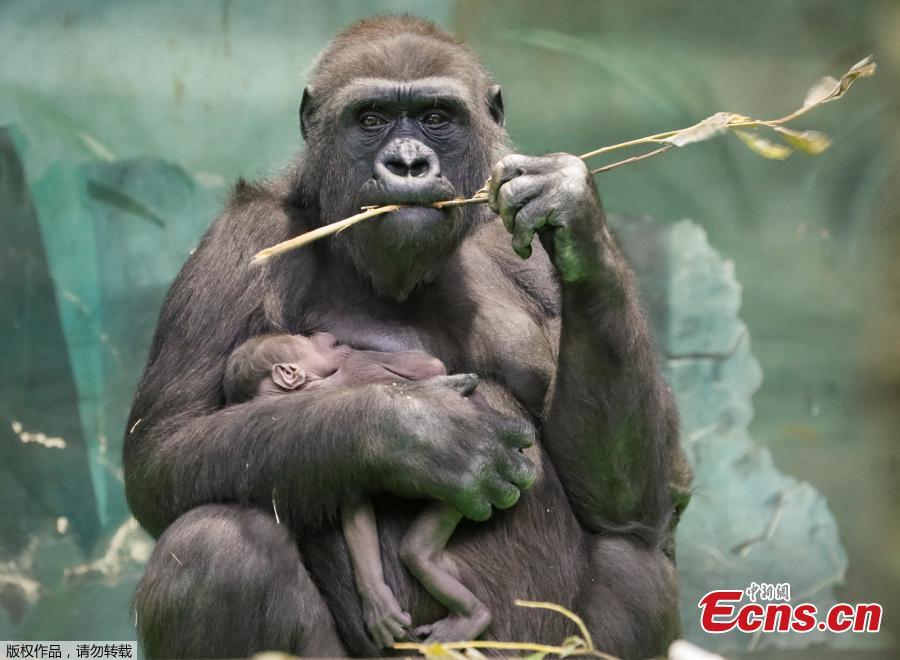 Kira, a 23-year-old western lowland gorilla, holds her newborn baby in its enclosure at the Moscow Zoo in Moscow, Russia November 21, 2018.  (Photo/Agencies)