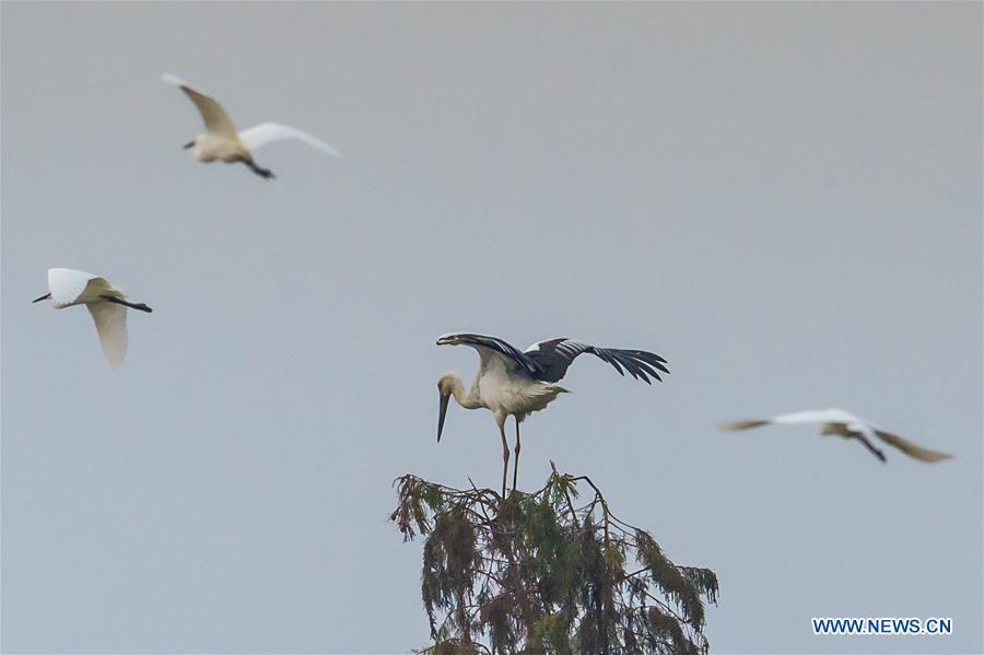 A flock of oriental white storks are seen at Bandao national wetland park in Chaohu, east China\'s Anhui Province, Nov. 21, 2018. More than 100 oriental white storks flew to the park for food and rest recently. (Xinhua/Guo Chen)