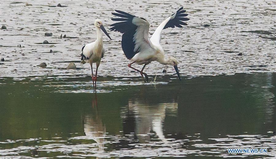 Oriental white storks are seen at Bandao national wetland park in Chaohu, east China\'s Anhui Province, Nov. 21, 2018. More than 100 oriental white storks flew to the park for food and rest recently. (Xinhua/Guo Chen)