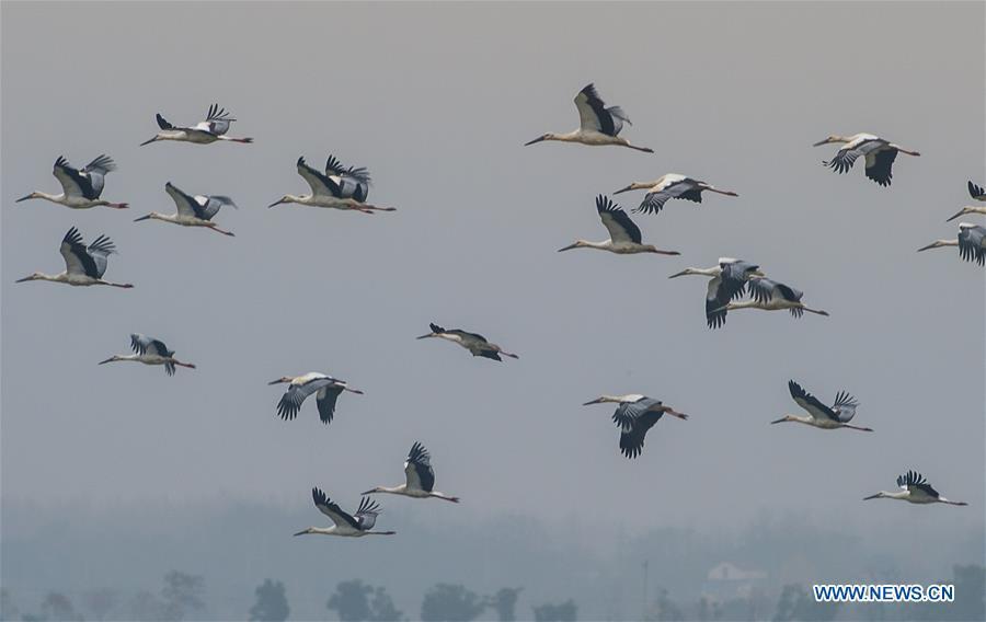 A flock of oriental white storks fly above the Bandao national wetland park in Chaohu, east China\'s Anhui Province, Nov. 21, 2018. More than 100 oriental white storks flew to the park for food and rest recently. (Xinhua/Guo Chen)