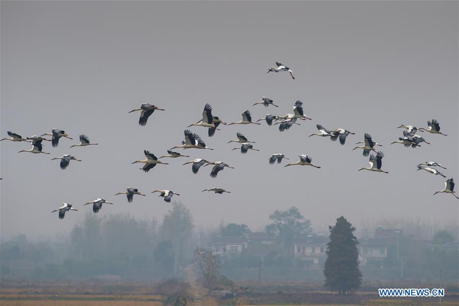 A flock of oriental white storks are seen at Bandao national wetland park in Chaohu, east China\'s Anhui Province, Nov. 21, 2018. More than 100 oriental white storks flew to the park for food and rest recently. (Xinhua/Guo Chen)