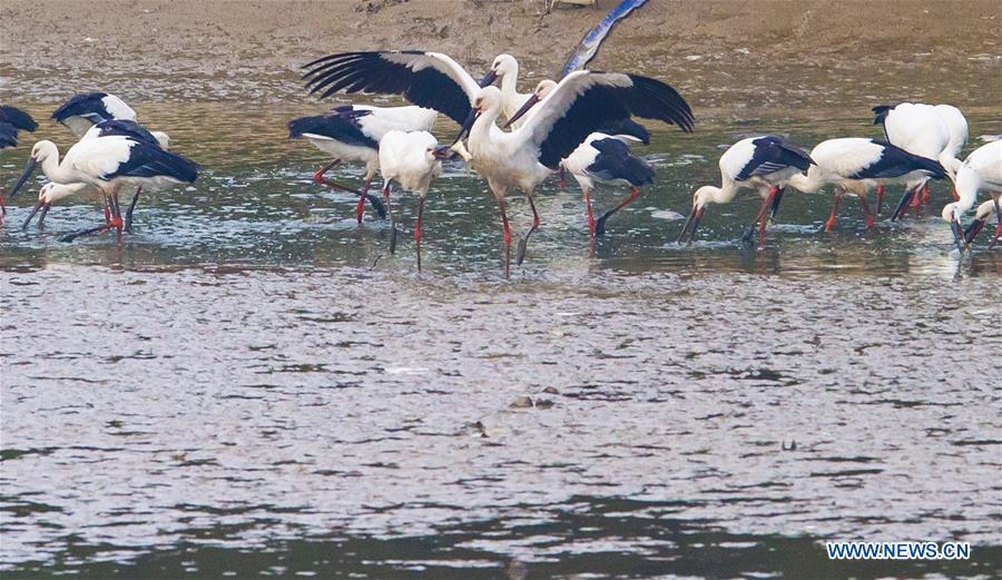 A flock of oriental white storks are seen at Bandao national wetland park in Chaohu, east China\'s Anhui Province, Nov. 21, 2018. More than 100 oriental white storks flew to the park for food and rest recently. (Xinhua/Guo Chen)
