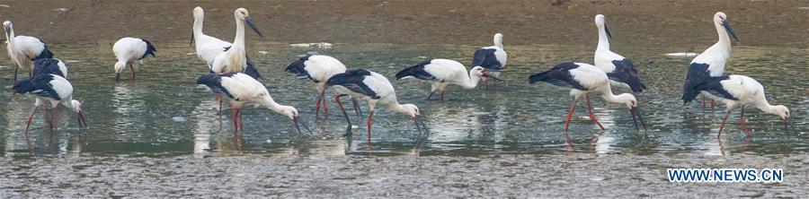 A flock of oriental white storks are seen at Bandao national wetland park in Chaohu, east China\'s Anhui Province, Nov. 21, 2018. More than 100 oriental white storks flew to the park for food and rest recently. (Xinhua/Guo Chen)