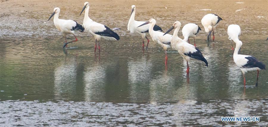 A flock of oriental white storks are seen at Bandao national wetland park in Chaohu, east China\'s Anhui Province, Nov. 21, 2018. More than 100 oriental white storks flew to the park for food and rest recently. (Xinhua/Guo Chen)