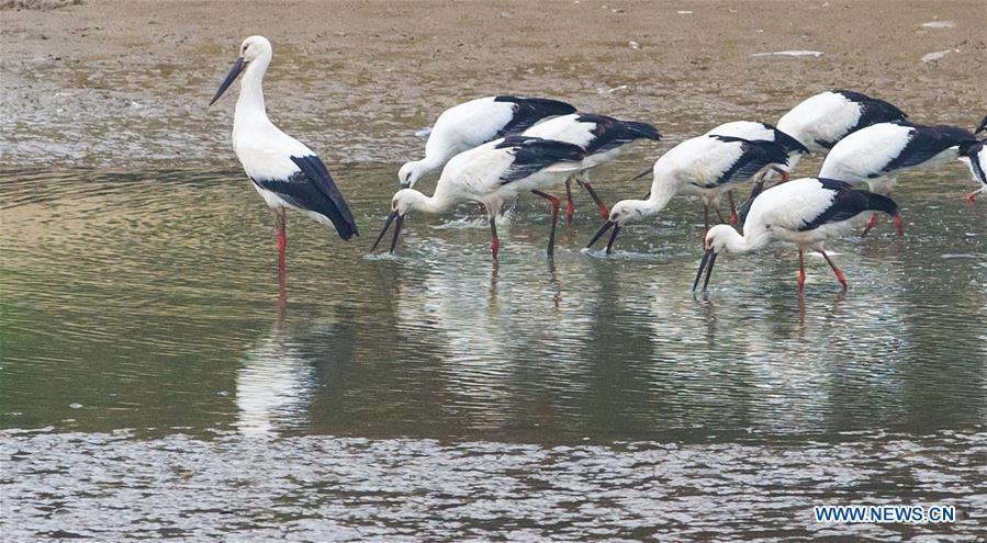 A flock of oriental white storks are seen at Bandao national wetland park in Chaohu, east China\'s Anhui Province, Nov. 21, 2018. More than 100 oriental white storks flew to the park for food and rest recently. (Xinhua/Guo Chen)